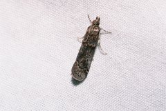 Acrobasis obliqua
