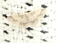 Idaea pseliota
