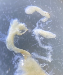 Pterostichus isabellae