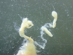 Pterostichus isabellae