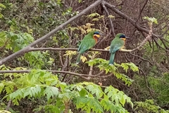 Merops lafresnayii