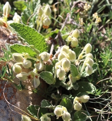 Hermannia geniculata