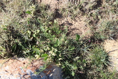 Hermannia geniculata