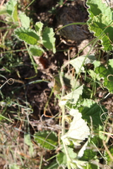 Hermannia geniculata