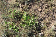 Hermannia geniculata