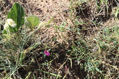 Hermannia geniculata