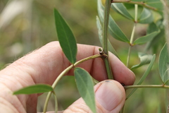 Senna barclayana