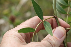 Senna barclayana