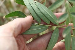Senna barclayana