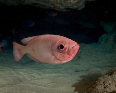 Priacanthus meeki