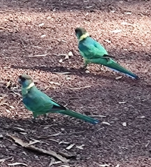 Barnardius zonarius zonarius