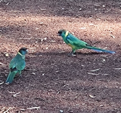 Barnardius zonarius zonarius