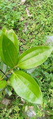 Cinnamomum cassia