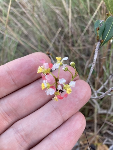 Long Key locustberry (Byrsonima lucida)