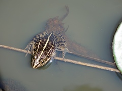 Pelophylax nigromaculatus