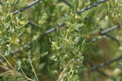 Atriplex muelleri