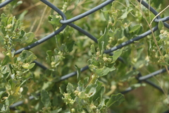 Atriplex muelleri