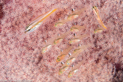 Ostorhinchus hoevenii