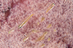 Ostorhinchus hoevenii