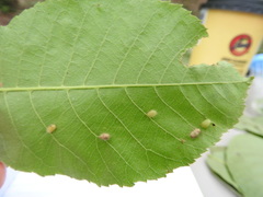 Contarinia cucumata