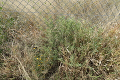 Atriplex muelleri