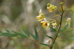 Senna barclayana