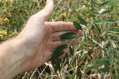 Senna barclayana