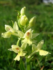 Dactylorhiza insularis