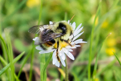 Bombus vancouverensis vancouverensis