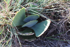 Kalanchoe thyrsiflora