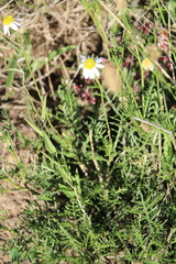 Lasiospermum bipinnatum