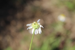 Lasiospermum bipinnatum
