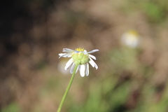 Lasiospermum bipinnatum