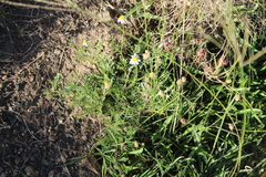 Lasiospermum bipinnatum