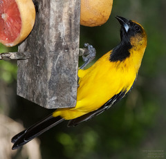 Icterus gularis × graduacauda