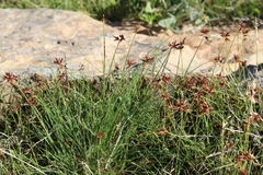 Cyperus rupestris rupestris