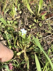 Myosotis debilis