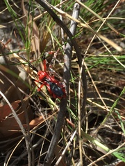 Poecilosphodrus gratiosus