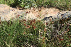 Cyperus rupestris rupestris