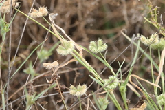 Dactyloctenium radulans