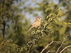 Argya caudata