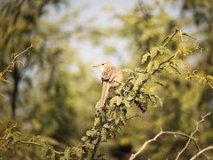 Argya caudata
