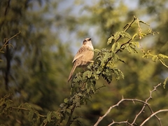 Argya caudata