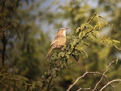 Argya caudata