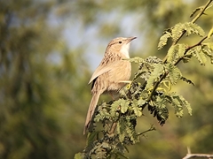 Argya caudata
