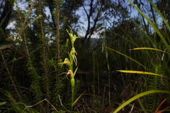 Pterostylis daintreana