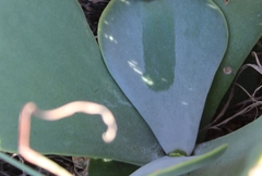Kalanchoe thyrsiflora