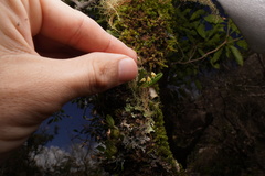 Bulbophyllum argyropus
