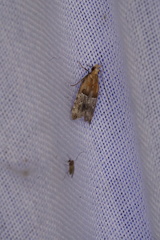 Authomaema pentacosma