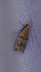 Authomaema pentacosma